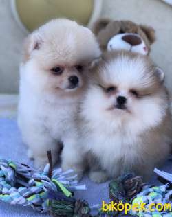 AYI SURAT POMERANİAN BOO YAVRULAR 1