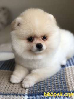 AYI SURAT POMERANİAN BOO YAVRULAR 4