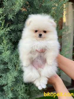 AYI SURAT POMERANİAN BOO YAVRULAR 3