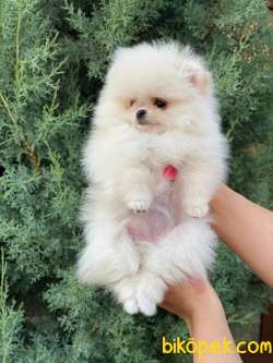 AYI SURAT POMERANİAN BOO YAVRULAR 2