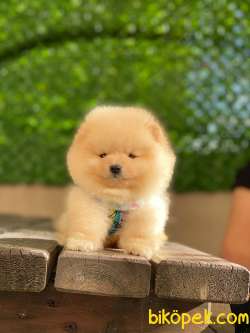 Ayı Surat Pomeranian Boo Yavrular 2 2