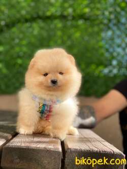 Ayı Surat Pomeranian Boo Yavrular 2 5