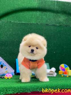 Ayı Surat Pomeranian Boo Yavrular 1