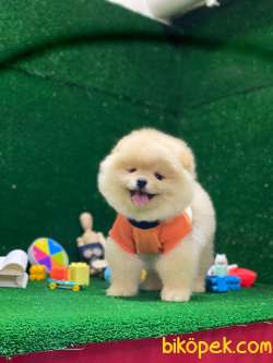 Ayı Surat Pomeranian Boo Yavrular 3