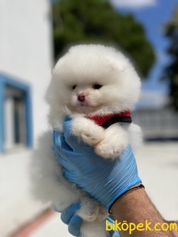 AYI SURAT POMERANIAN BOO YAVRULAR WC EGITIMLI 1