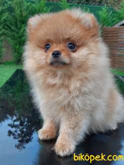 AYI SURAT POMERANİAN BOO YAVRULARI 1