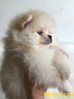 AYI SURAT POMERANIAN BOO YAVRULARIMI 3