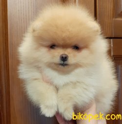 AYI SURAT POMERANIAN BOO YAVRULARIMI 1