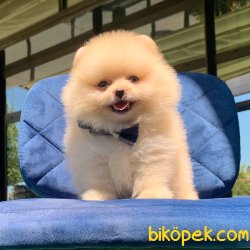 Ayı Surat Pomeranian Boo Yavrularımız 4
