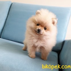 Ayı Surat Pomeranian Boo Yavrularımız 2
