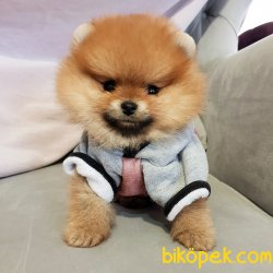 Ayı Surat Pomeranian Boo Yavrularımız 1