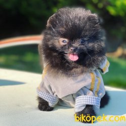 AYI SURAT POMERANİAN BOO YAVRULARIMIZ 1