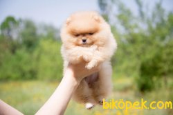 AYI SURAT POMERANİAN BOO YAVRULARIMIZ 1