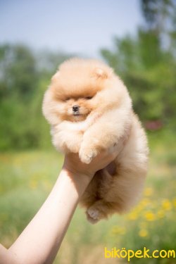 AYI SURAT POMERANİAN BOO YAVRULARIMIZ 2