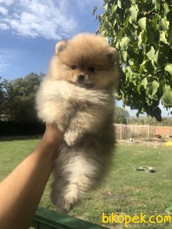 AYI SURAT POMERANIAN BOO YAVRULARIMIZ 1