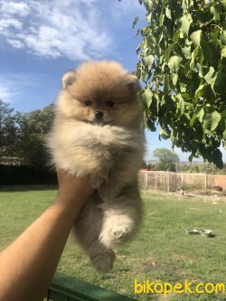AYI SURAT POMERANIAN BOO YAVRULARIMIZ 3