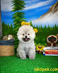 Ayı Surat Pomeranian Boo Yavrularımız 2