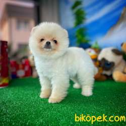 Ayı Surat Pomeranian Boo Yavrularımız 3