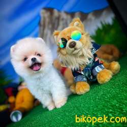 Ayı Surat Pomeranian Boo Yavrularımız 1