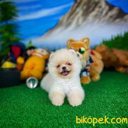 Ayı Surat Pomeranian Boo Yavrularımız 4
