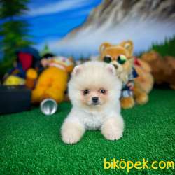 Ayı Surat Pomeranian Boo Yavrularımız 2