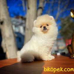 Ayı Surat Pomeranian Boo Yavrularımız 2