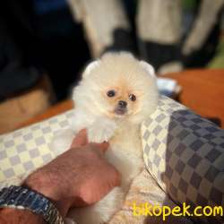 Ayı Surat Pomeranian Boo Yavrularımız 3