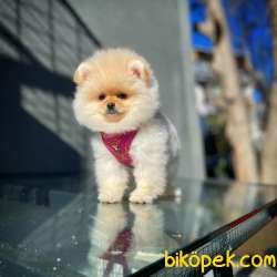 Ayı Surat Pomeranian Boo Yavrularımız 4