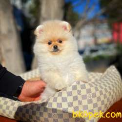Ayı Surat Pomeranian Boo Yavrularımız 1