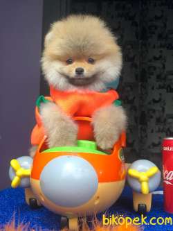 Ayı Surat Pomeranian Boo Yavrularımız :)) 1