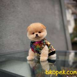 Ayı Surat Pomeranian Boo Yavrularımız 1