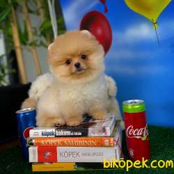 Ayı Surat Pomeranian Boo Yavrularımız 2