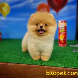 Ayı Surat Pomeranian Boo Yavrularımız 1