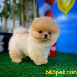 Ayı Surat Pomeranian Boo Yavrularımız 3