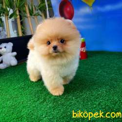 Ayı Surat Pomeranian Boo Yavrularımız 5