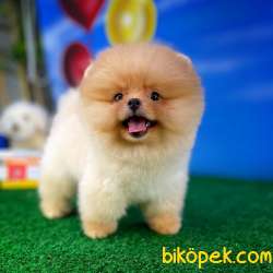 Ayı Surat Pomeranian Boo Yavrularımız 4