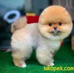 Ayı Surat Pomeranian Boo Yavrularımız 4