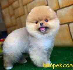 Ayı Surat Pomeranian Boo Yavrularımız 1