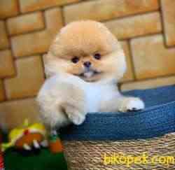 Ayı Surat Pomeranian Boo Yavrularımız 3