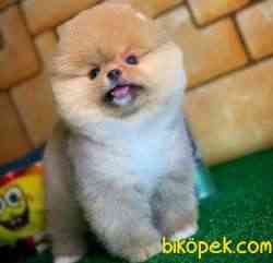 Ayı Surat Pomeranian Boo Yavrularımız 5