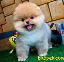 Ayı Surat Pomeranian Boo Yavrularımız 2