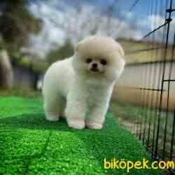 Ayı Surat Pomeranian Boo Yavrularımız 2