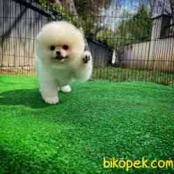 Ayı Surat Pomeranian Boo Yavrularımız 1