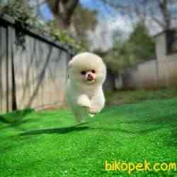 Ayı Surat Pomeranian Boo Yavrularımız 3