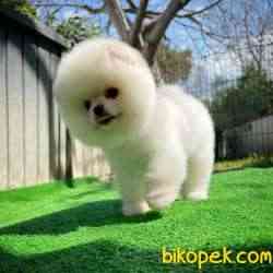 Ayı Surat Pomeranian Boo Yavrularımız 4