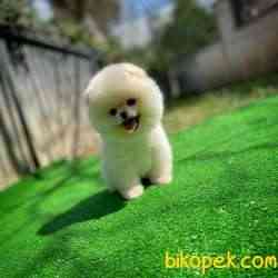 Ayı Surat Pomeranian Boo Yavrularımız 5