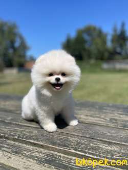 Ayi Surat Pomeranian Boo Yavrularimiz 3