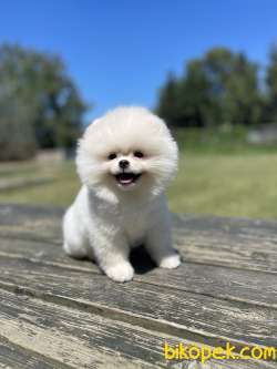 Ayi Surat Pomeranian Boo Yavrularimiz 1