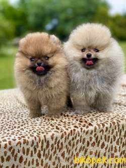 Ayi Surat Pomeranian Boo Yavrularimiz 1