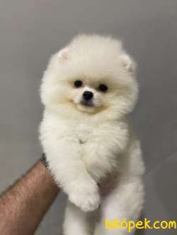 Ayi Surat Pomeranian Boo Yavrularimiz 1